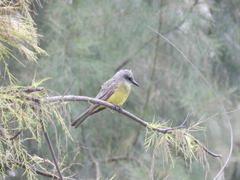 Tyrannus melancholicus