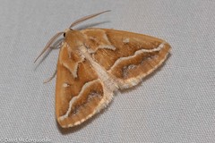 Caripeta angustiorata