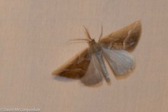 Caripeta angustiorata