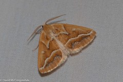 Caripeta angustiorata