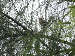 Haemorhous mexicanus