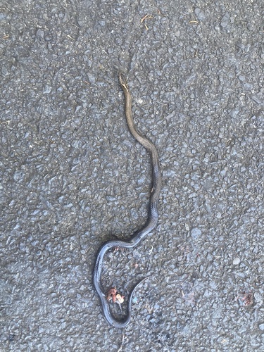 Golden-crowned Snake sighting