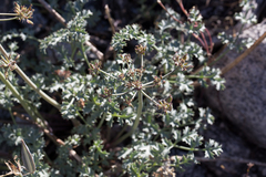 Lomatium rigidum