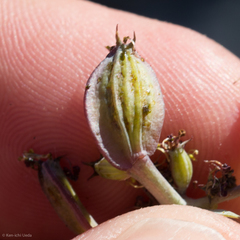 Lomatium rigidum