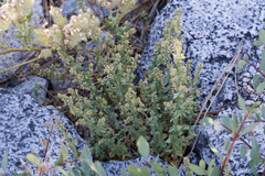 Galium hypotrichium