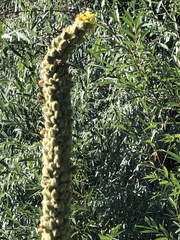Verbascum thapsus