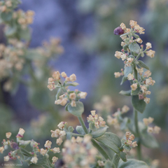 Galium hypotrichium