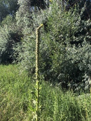 Verbascum thapsus