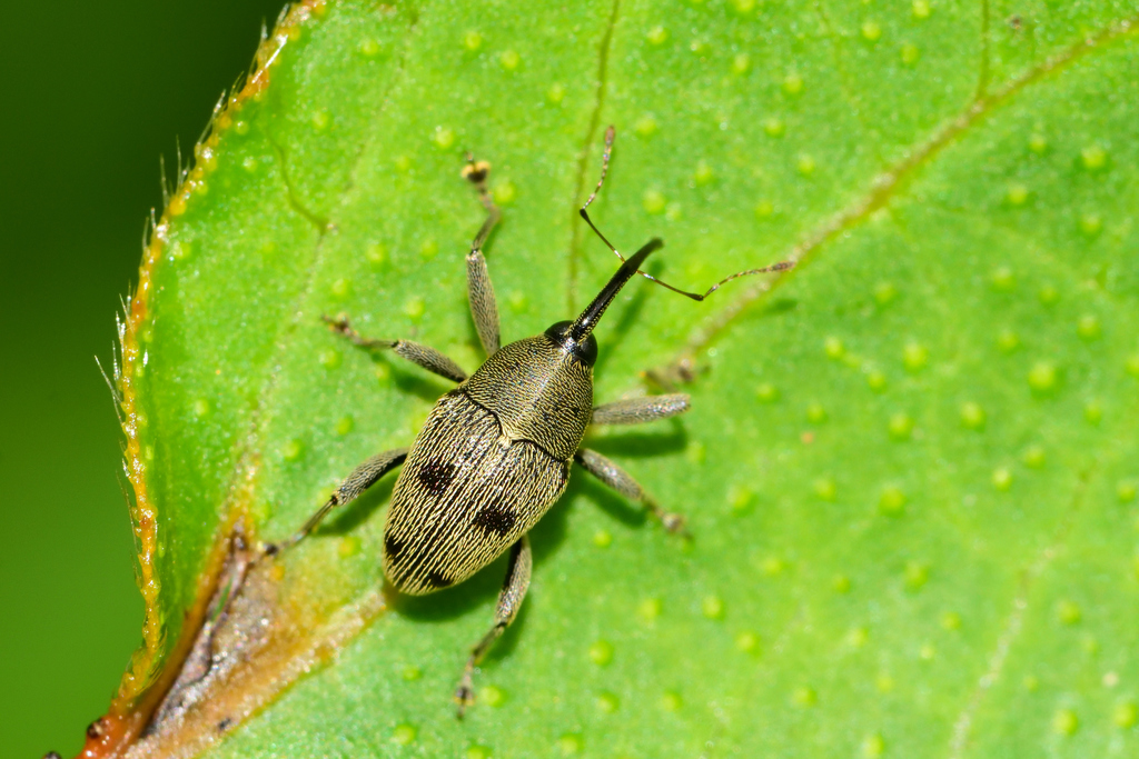 Geraeus