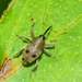 Geraeus - Photo (c) Ricardo Arredondo T., algunos derechos reservados (CC BY-NC), subido por Ricardo Arredondo T.