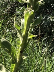 Verbascum thapsus
