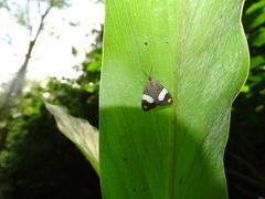 Nebulosa erymas