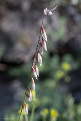 Melica stricta