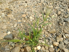 Panicum miliaceum ruderale