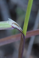 Melica stricta
