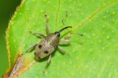 Geraeus senilis