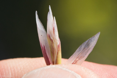 Melica stricta