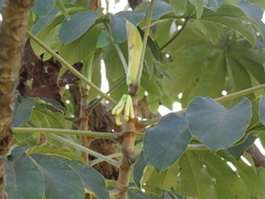 Cecropia pachystachya
