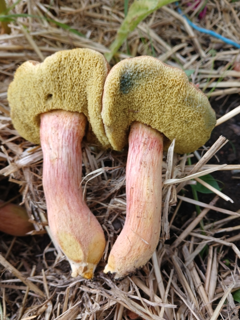 Hortiboletus bubalinus · February 2025 · photo: © claire_grace83 (iNaturalist, cc-by)