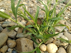 Panicum miliaceum ruderale