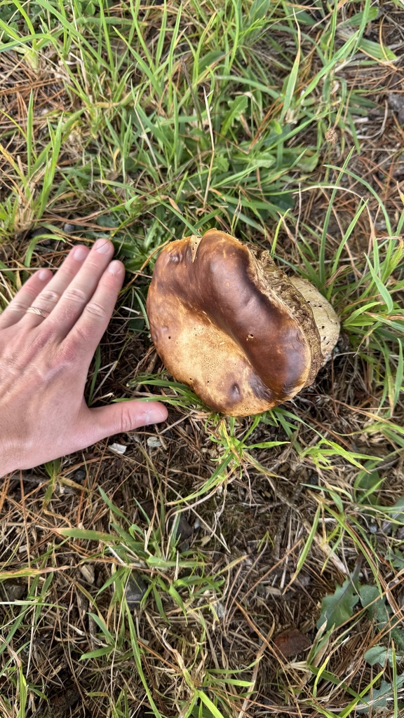 Boletus edulis · February 2025 · photo: © frankashwood (iNaturalist, cc-by)