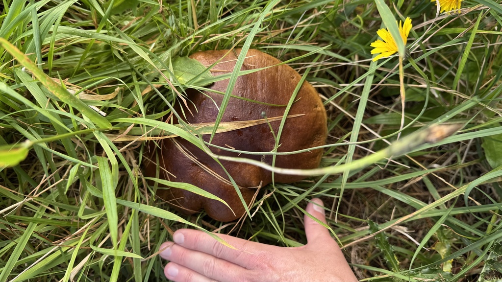 Boletus edulis · February 2025 · photo: © frankashwood (iNaturalist, cc-by)