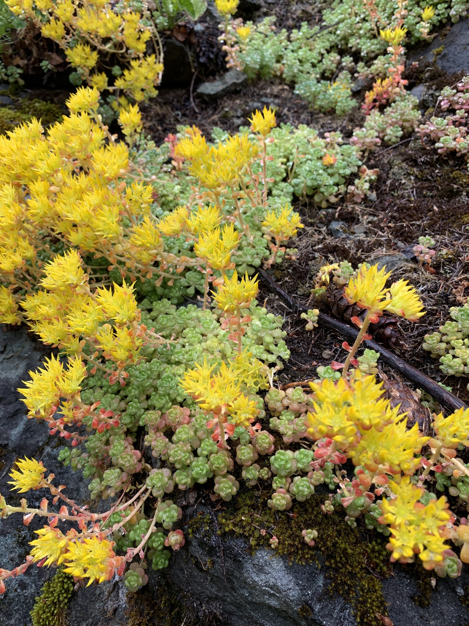 Sedum oreganum