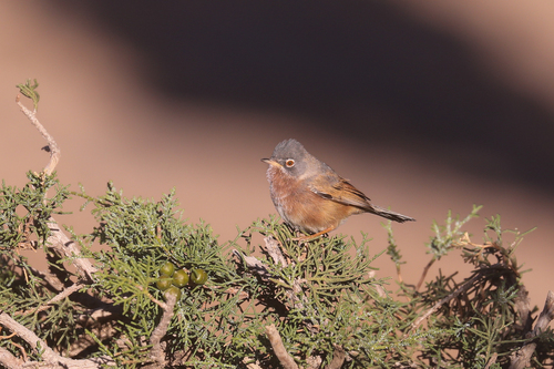 Curruca del Atlas (Curruca deserticola)