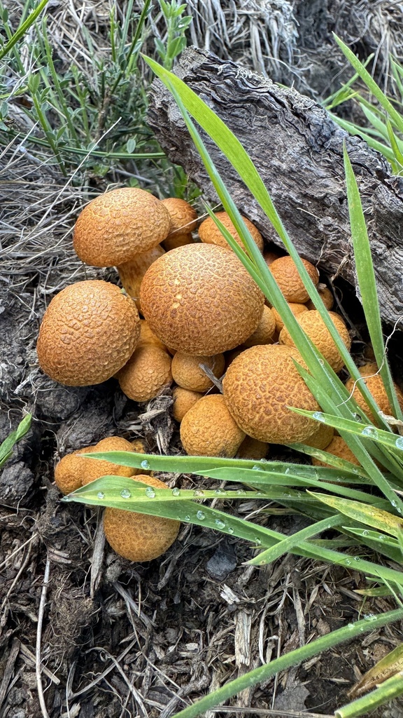 Gymnopilus junonius · February 2025 · photo: © frankashwood (iNaturalist, cc-by)