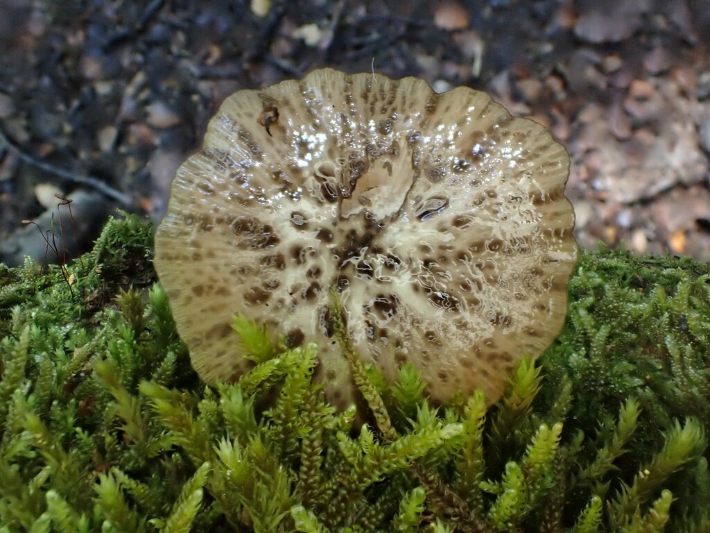 Bolbitius muscicola · February 2025 · photo: © grey (iNaturalist, cc-by-nc)