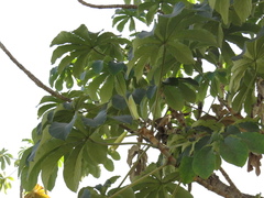 Cecropia pachystachya