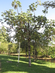 Cecropia pachystachya