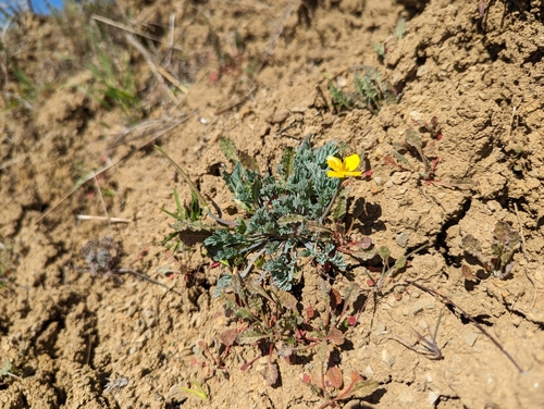 Image of Eschscholzia rhombipetala by (c) Alexander Wentworth, some rights reserved (CC BY)