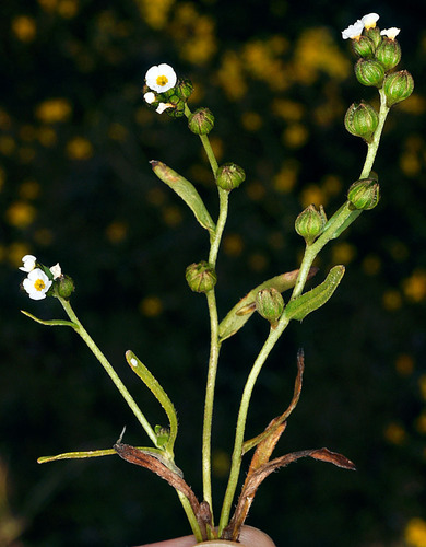 Austin's popcornflower (Plagiobothrys austiniae)