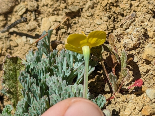 Image of Eschscholzia rhombipetala by (c) Alexander Wentworth, some rights reserved (CC BY)