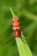 Tetraopes varicornis