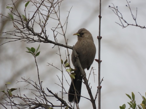 Plain Laughingthrush (Pterorhinus davidi), photo 10