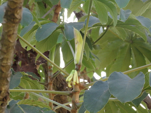 Cecropia pachystachya