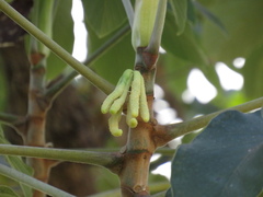 Cecropia pachystachya