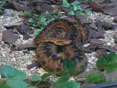 Bothrops neuwiedi