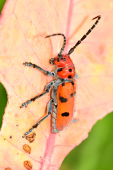 Tetraopes varicornis