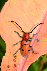 Tetraopes varicornis