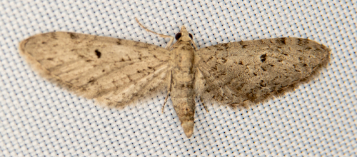 Eupithecia macdunnoughi photo 4