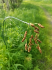 Scirpus pendulus
