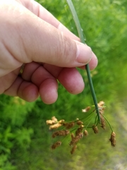 Scirpus pendulus