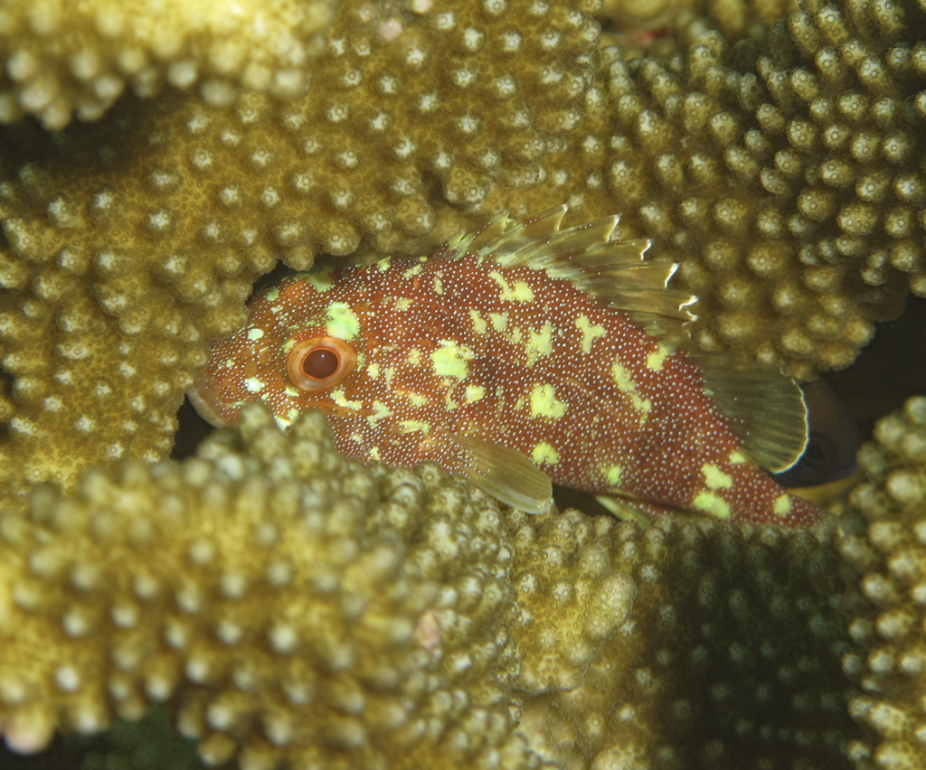 Coral Scorpionfish (Sebastapistes cyanostigma)