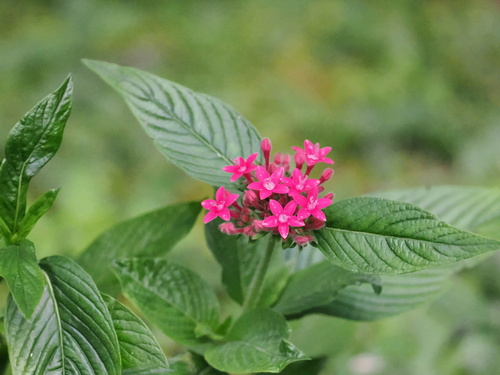Pentas lanceolata