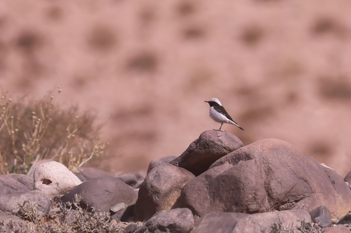 Mourning Wheatear (Oenanthe lugens), photo 9