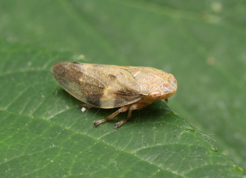 Alksninė Cikada nuotrauka