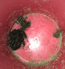 Anaxyrus terrestris
